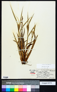 Carex haleana image