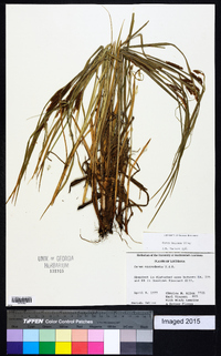 Carex haleana image