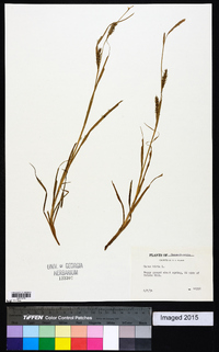 Carex hirta image