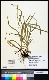 Carex hirtifolia image