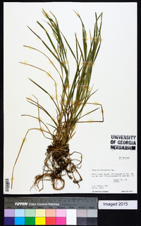 Carex hitchcockiana image