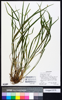 Carex hitchcockiana image