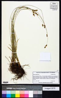 Carex hoodii image