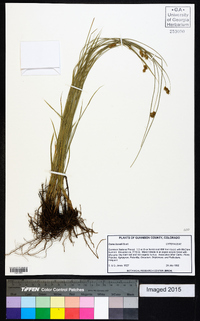 Carex hoodii image