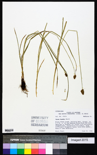 Carex hoodii image