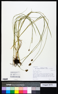 Carex hoodii image