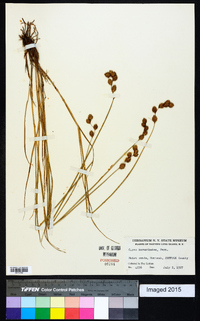 Carex hormathodes image