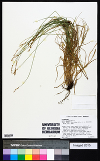 Carex hyalina image