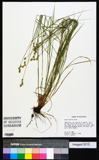 Carex hyalina image