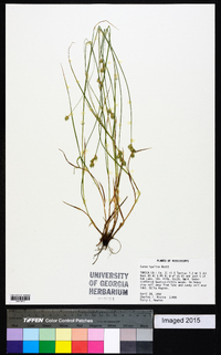 Carex hyalina image