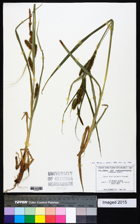 Carex hyalinolepis image