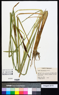 Carex hyalinolepis image