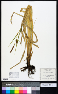 Carex hyalinolepis image