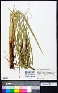 Carex hyalinolepis image