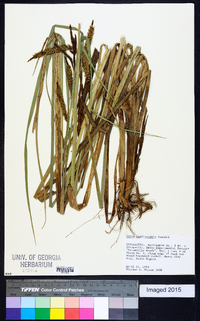 Carex hyalinolepis image