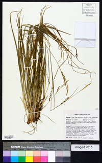 Carex impressinervia image