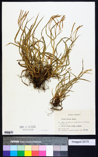 Carex incisa image