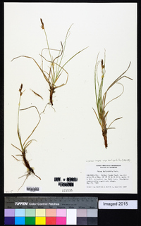 Carex inops subsp. heliophila image