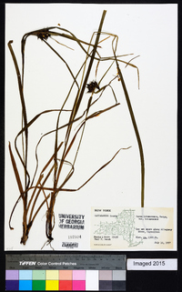 Carex intumescens var. intumescens image