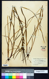 Carex intumescens var. fernaldii image