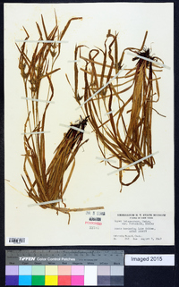 Carex intumescens var. fernaldii image