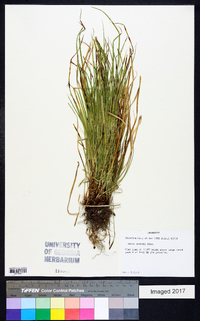 Carex jamesii image