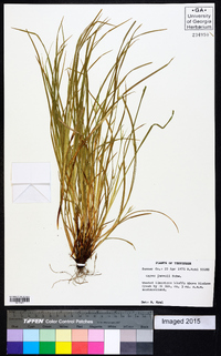 Carex jamesii image