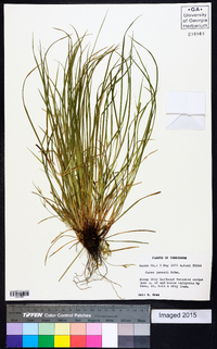 Carex jamesii image