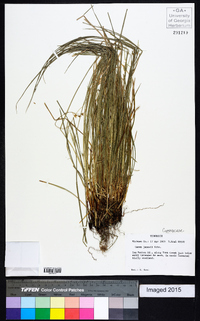 Carex jamesii image