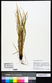 Carex jamesii image