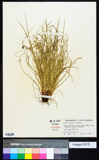 Carex jamesii image