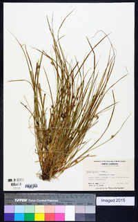 Carex jamesii image