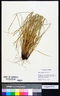 Carex jamesii image