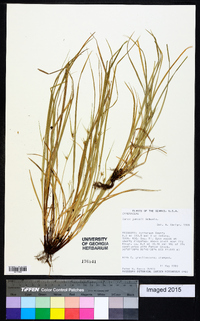 Carex jamesii image