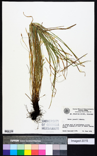 Carex jamesii image