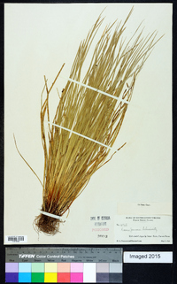 Carex jamesii image