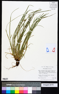 Carex jamesii image