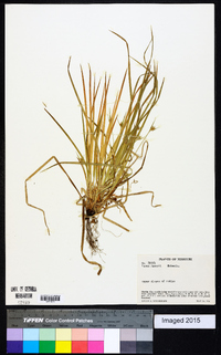 Carex jamesii image