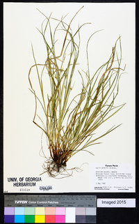 Carex jamesii image