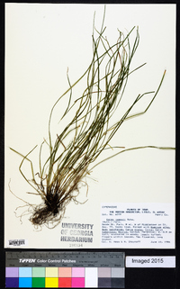 Carex jamesii image