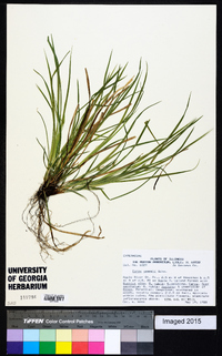 Carex jamesii image