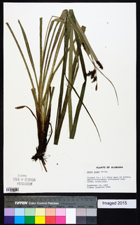 Carex joorii image