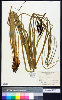 Carex joorii image