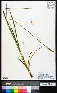 Carex laevivaginata image