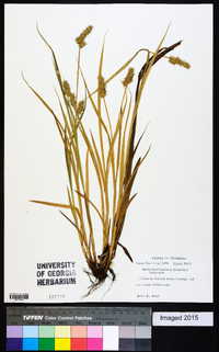 Carex laevivaginata image