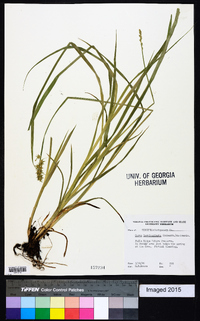 Carex laevivaginata image