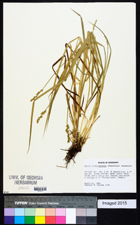 Carex laevivaginata image