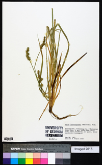 Carex laevivaginata image