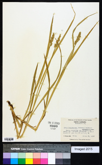 Carex laevivaginata image