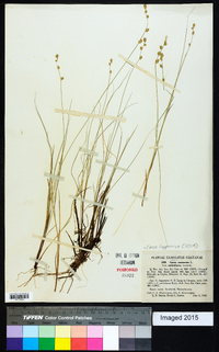 Carex lapponica image